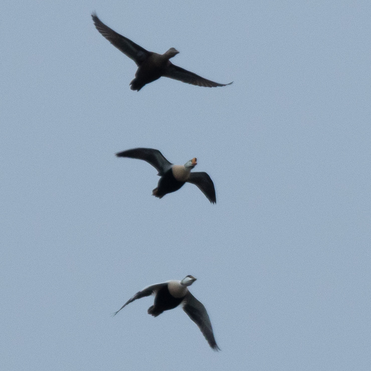 King eider
